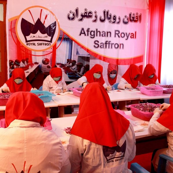 Afghan Royal Saffron (2)
