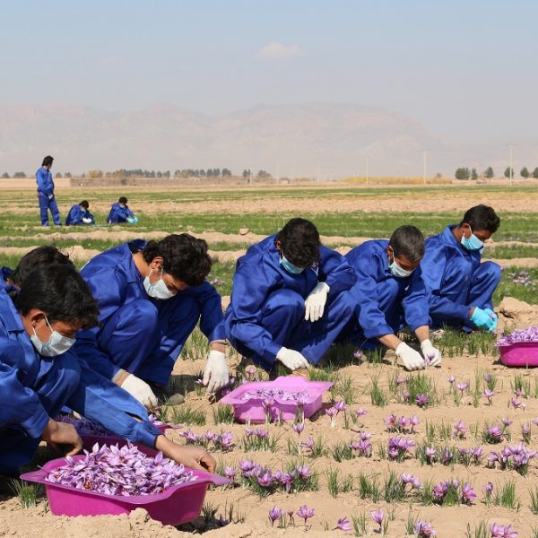 Afghan Royal Saffron (6)