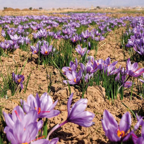 Ghoryan Saffron (2)