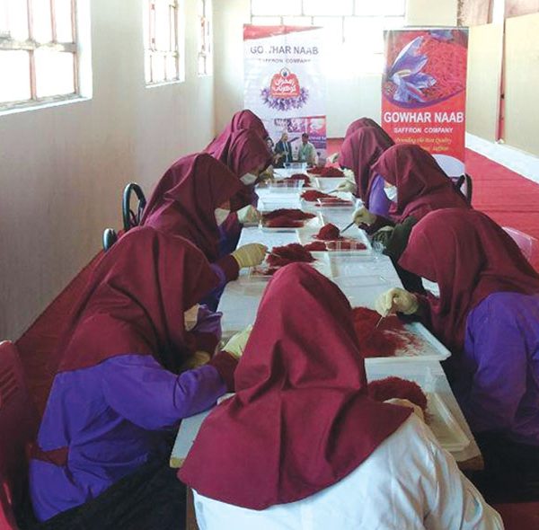 GoharNab Saffron (4)