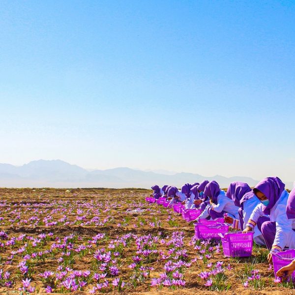Herat Saffron (2)