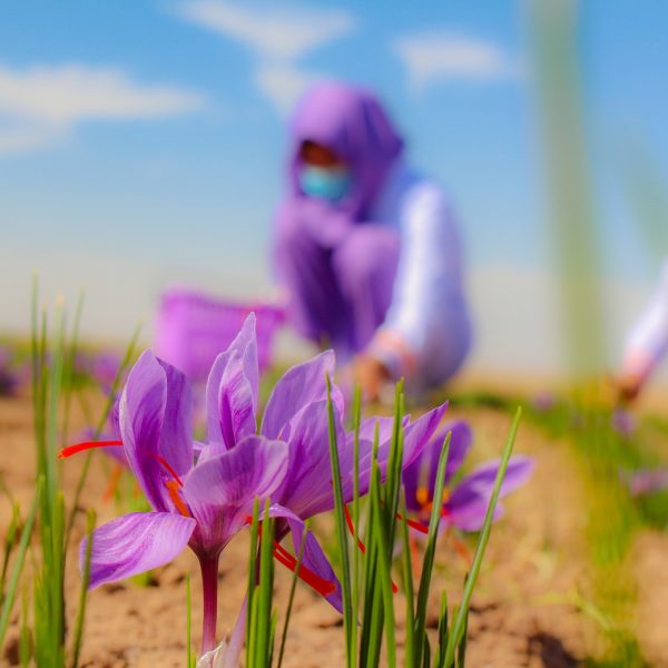 Herat Saffron (5)
