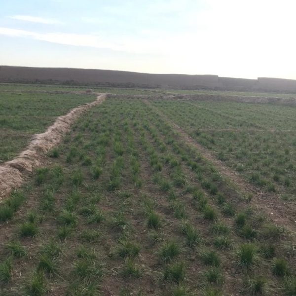 Maihan Saffron Company (1)