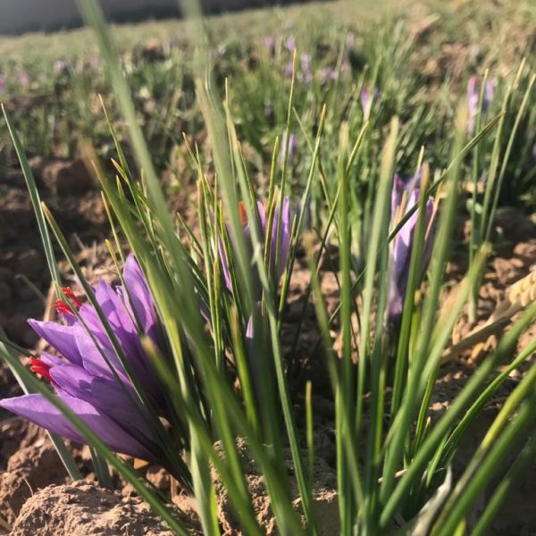 Maihan Saffron Company (4)