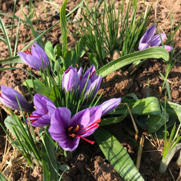 Maihan Saffron Company (6)