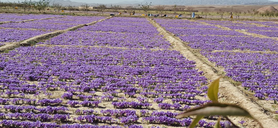 Khorshid Saffron (2)