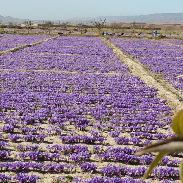 Khorshid Saffron (2)