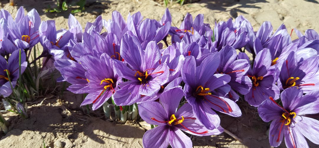 Khorshid Saffron (5)