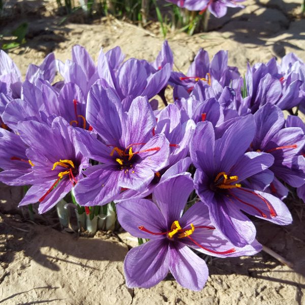 Khorshid Saffron (5)