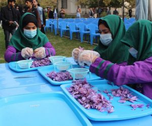 اتحادیه زعفران افغانستان (1)