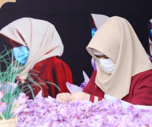 اتحادیه زعفران افغانستان (4)